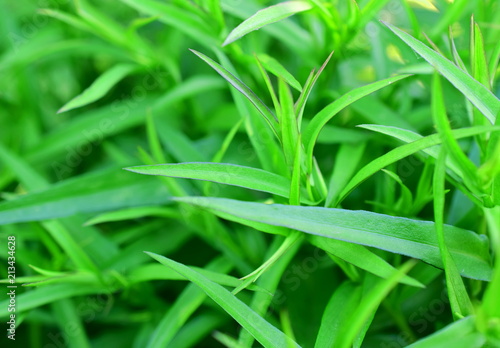 Long and green the leaves of the plant. Macro. Closeup.