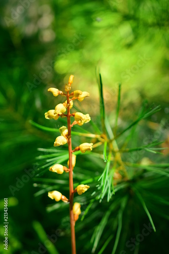 Gastrodia high (lat. Gastrodia elata) - a kind of perennial leafless tuberous mycoheterotrophic genus Gastrodia Orchid family. Macro. Closeup. photo