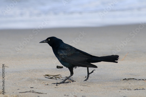 Grackle on the Beach