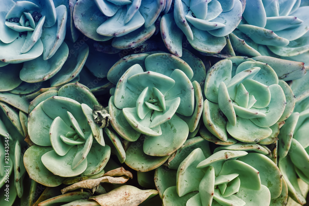 Obraz premium Miniature succulent plants in garden