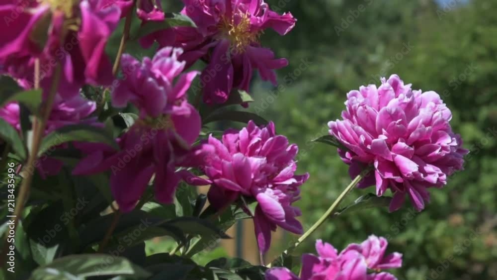 Pink Flowers in the wind Pink Flowers in the wind