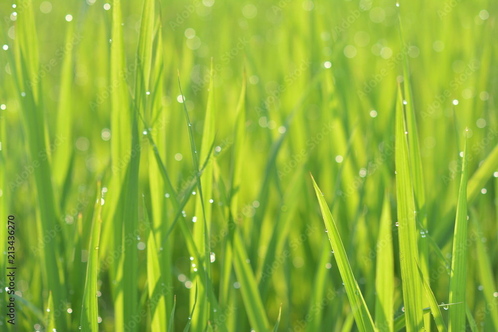 Obraz premium 夏の水田 稲 水滴 朝露