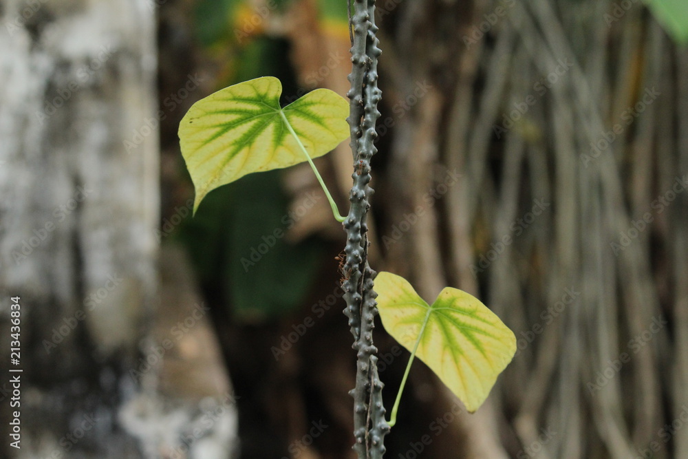 two leaves two leaves