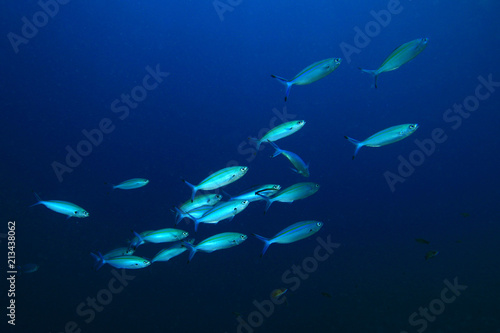 Sardines fish underwater 