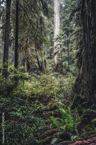 The Giant Redwoods