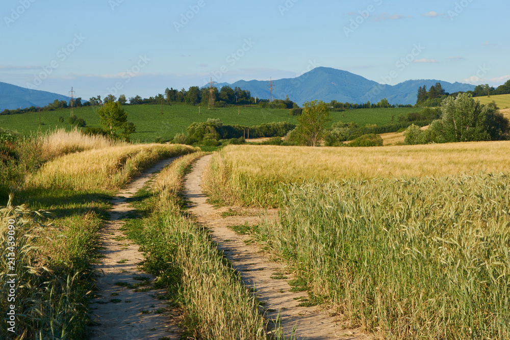 Road through crop field