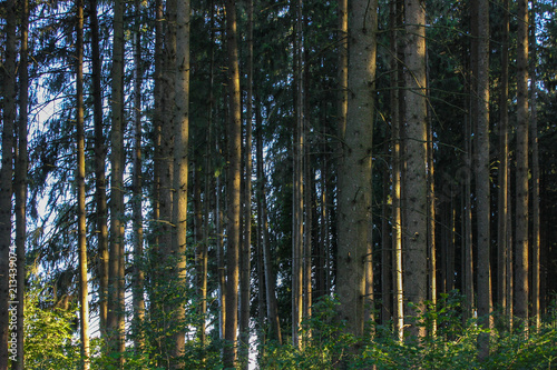 forest pine trees at summer evening