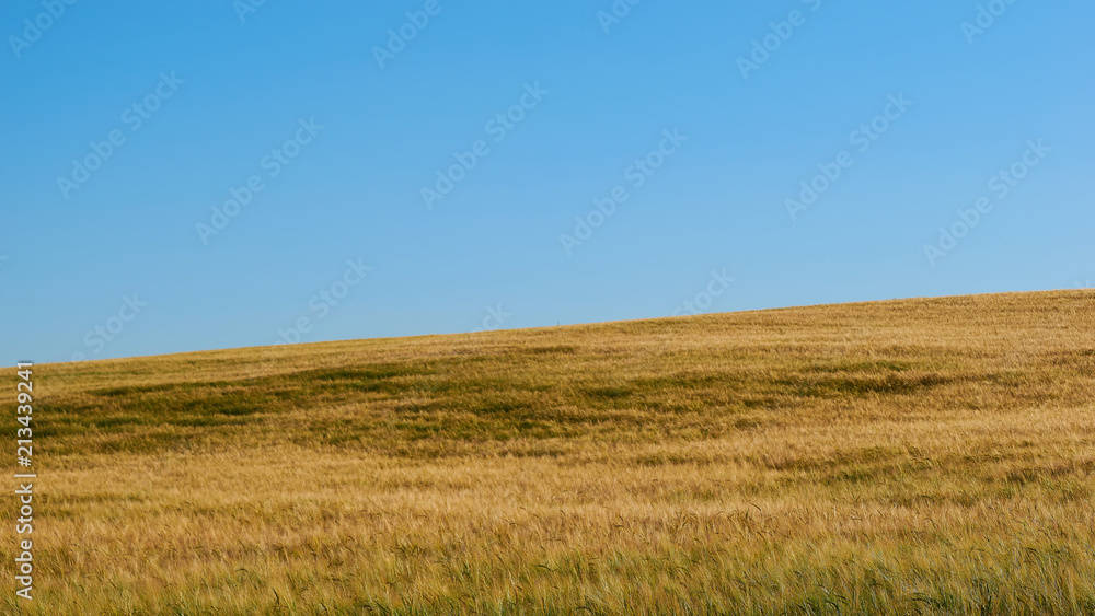 Barley field minimalist blue sky