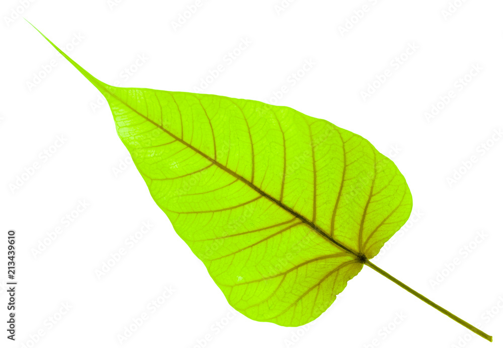 Obraz premium feuille de bodhi, figuier des pagodes 