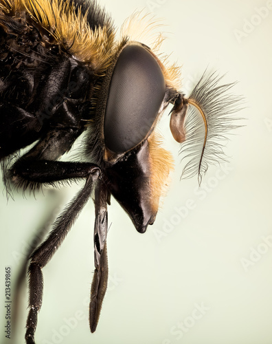 Bumblebee Hoverfly, Hoverfly, Volucella bombylans photo