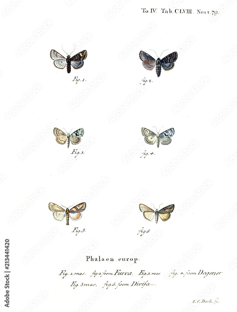 Illustration of butterflies Illustration of butterflies