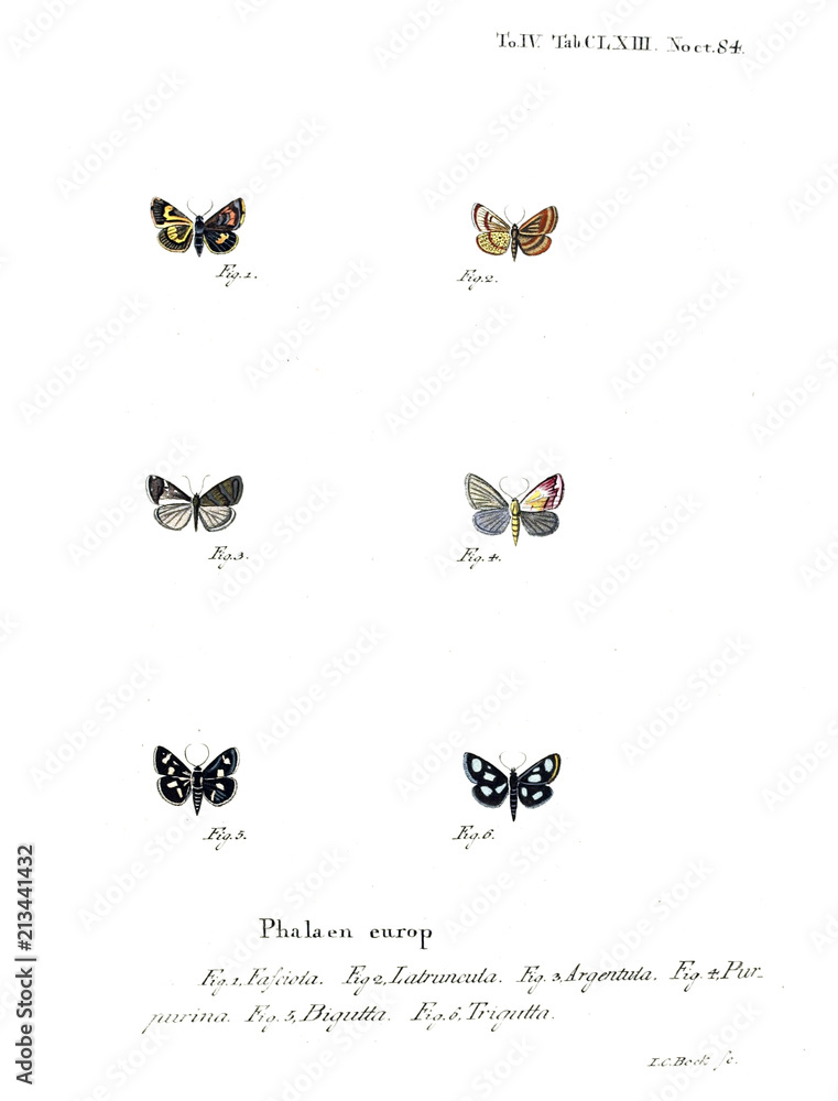 Obraz premium Illustration of butterflies