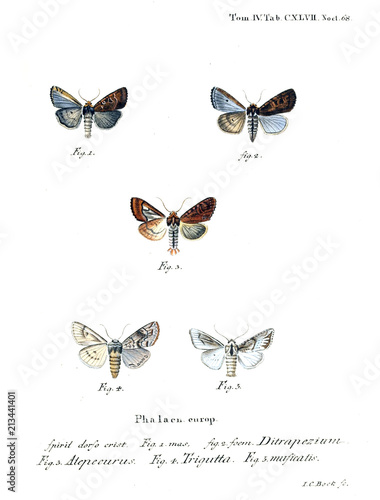 Illustration of butterflies photo