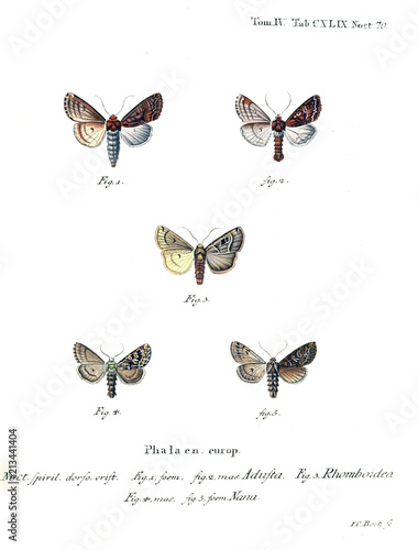 Illustration of butterflies photo