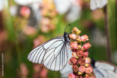 Butterflie with white wings are sitting on the stem of a plant