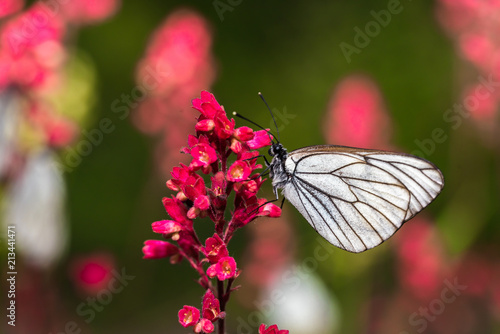 Butterflie with white wings are sitting on the stem of a plant