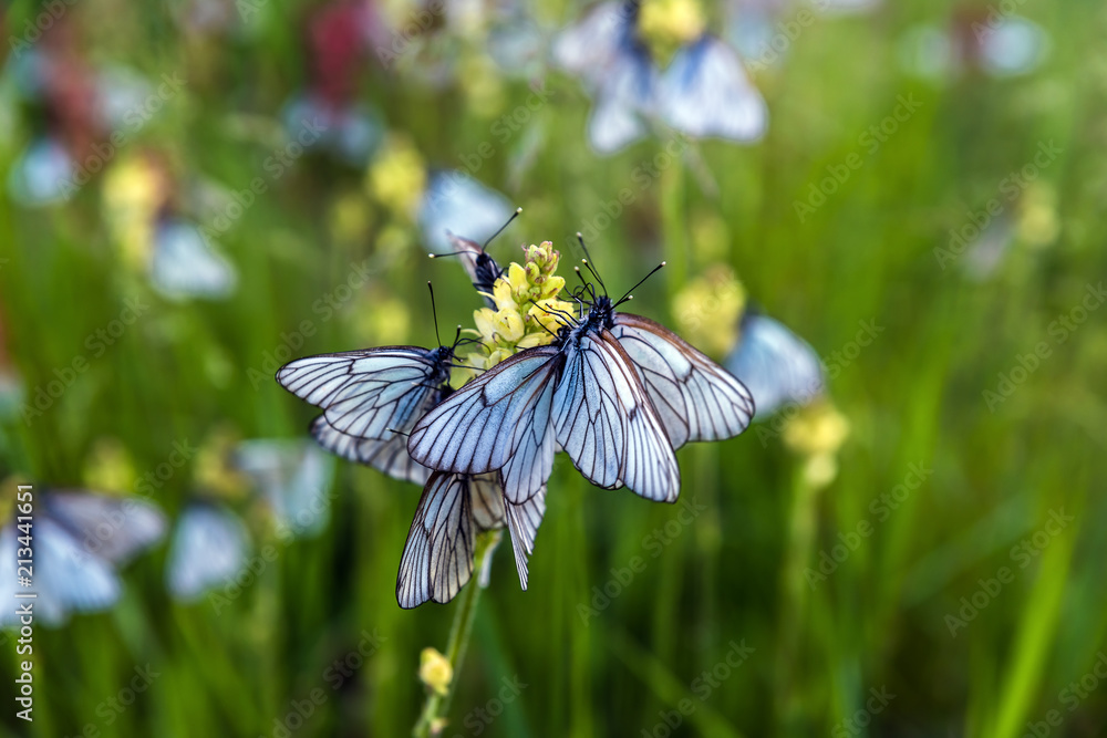 Butterflies with white wings are sitting on the stem of a plant Butterflies with white wings are sitting on the stem of a plant