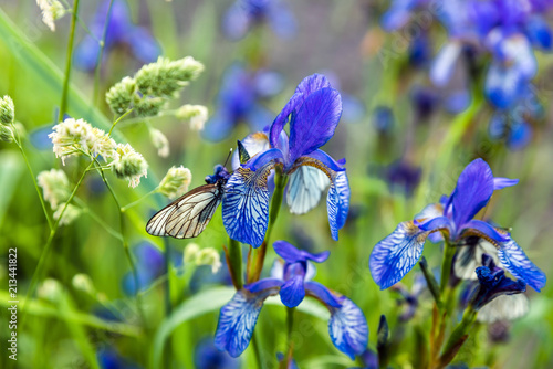 Fototapeta Naklejka Na Ścianę i Meble -  Butterflies with white wings are sitting on the iris flower