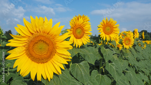 Yellow sunflowers. Wonderful rural landscape of sunflower field in sunny day