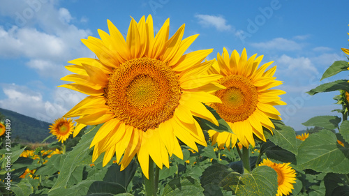 Yellow sunflowers. Wonderful rural landscape of sunflower field in sunny day