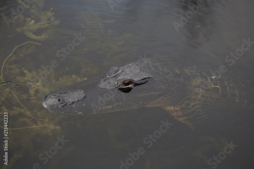 Alligator Floating By