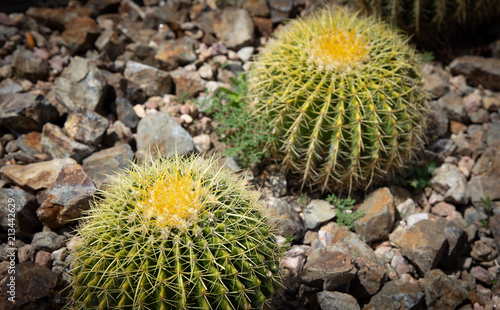 Two Golden Barrel Cacti