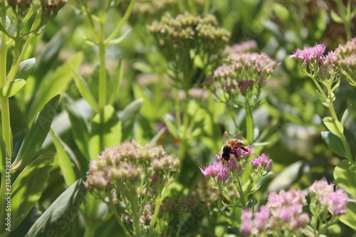 Bee pollen flower greenery garden