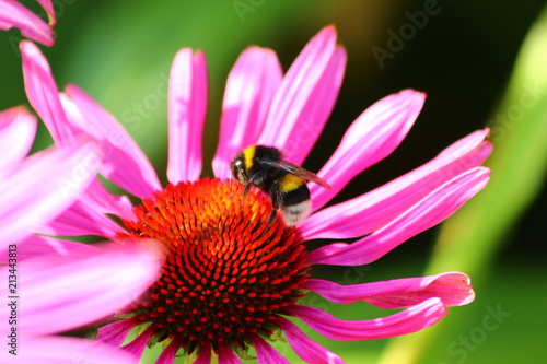 Purpur-Sonnenhut mit Hummel