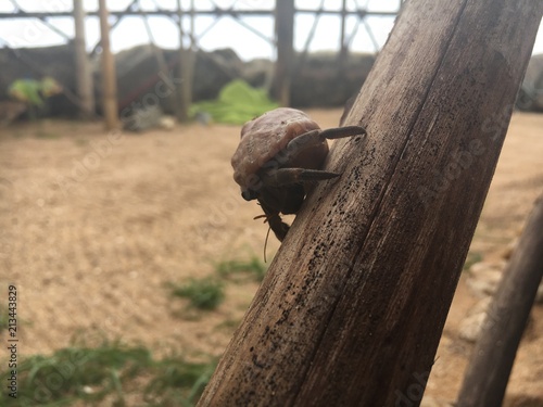 Hermit crab on stick