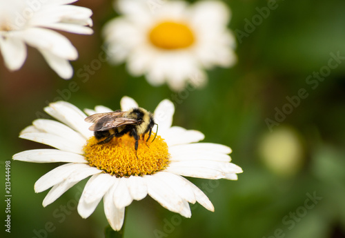 Bumblebee on a Daisy