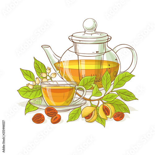 nutmeg tea illustration