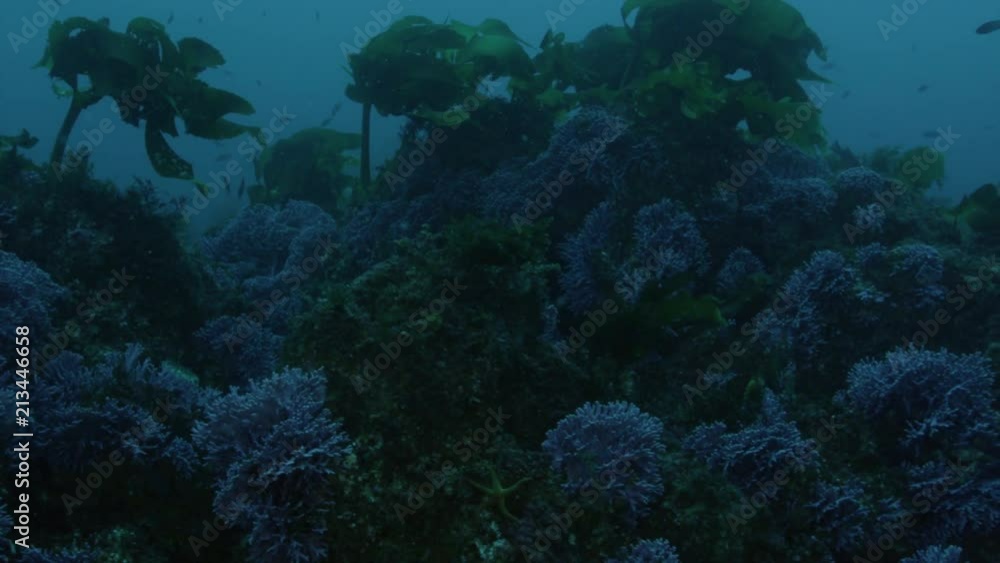 Purple coral surrounded by kelp in the deep waters off of Catalina Island Purple coral surrounded by kelp in the deep waters off of Catalina Island