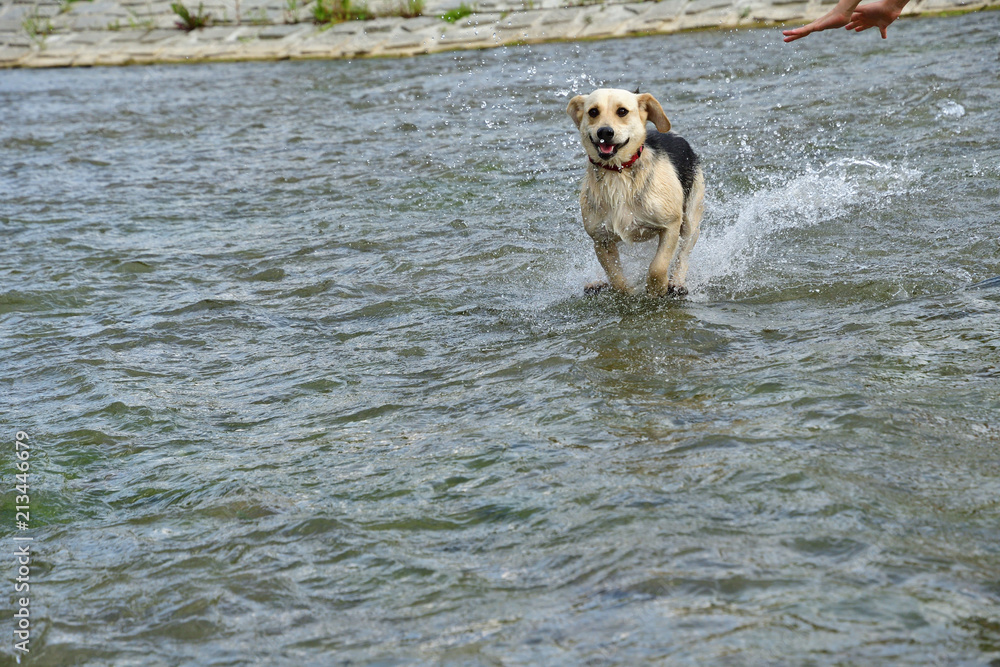 Dog to splash in water during hot summer Dog to splash in water during hot summer