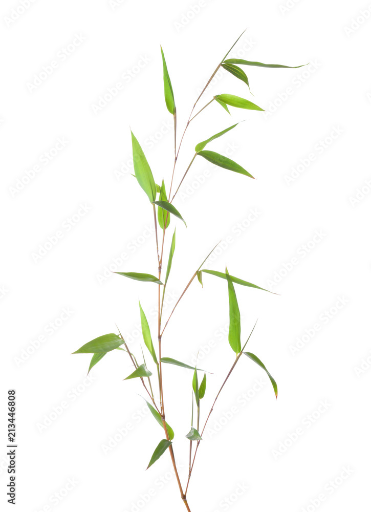 Fototapeta premium Fresh green bamboo branch with leaves isolated on white background.