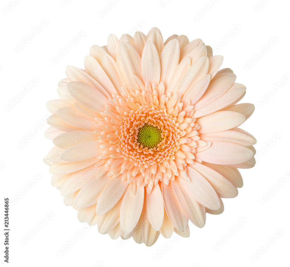 Gerbera flower of apricot color isolated on white background.