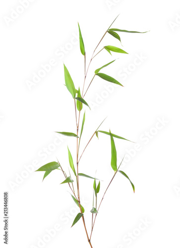 Fototapeta Naklejka Na Ścianę i Meble -  Fresh green bamboo branch with leaves  isolated on white background.
