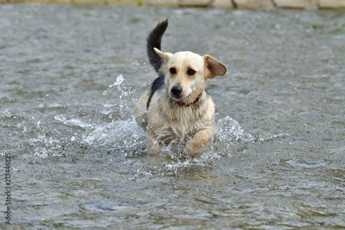 Dog jumping in the river 