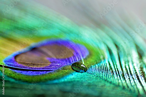 Peacock Feather Abstract Water Drop © T. Murrells