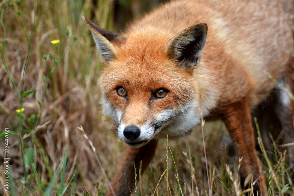 red fox