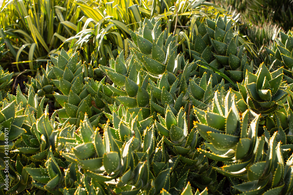 Obraz premium South African Mitre Aloe plants