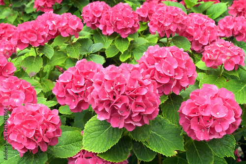 Fototapeta Naklejka Na Ścianę i Meble -  rote blüten