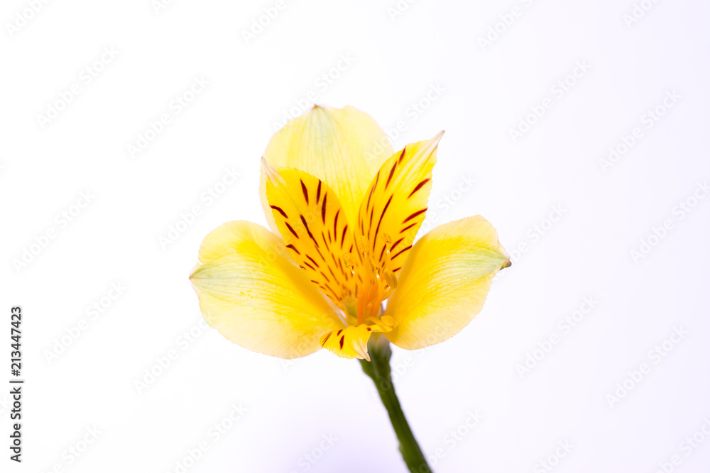abstract flower lily abstract flower lily