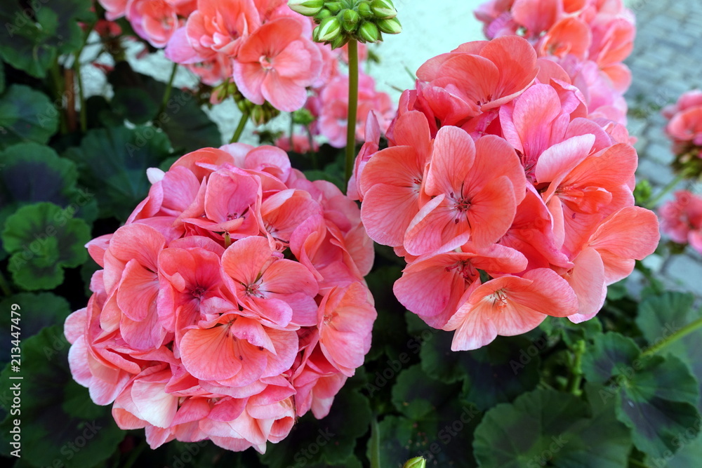 Blumen Blumen