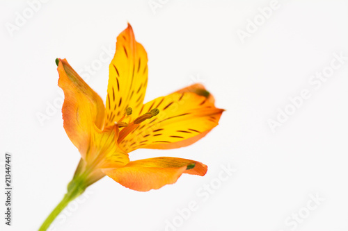 abstract flower lily