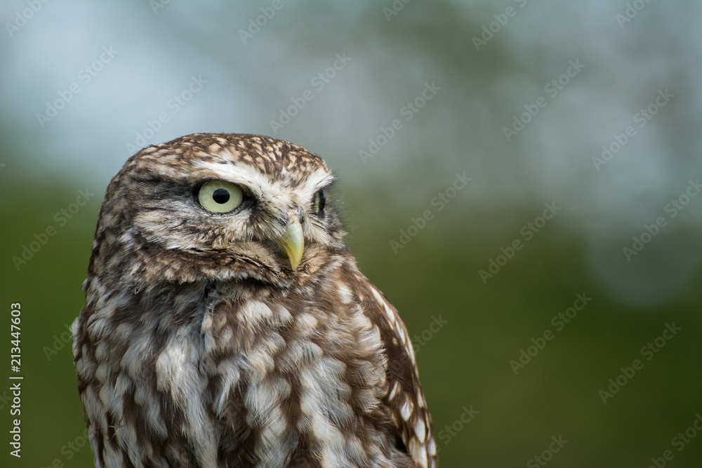 Little Owl Little Owl