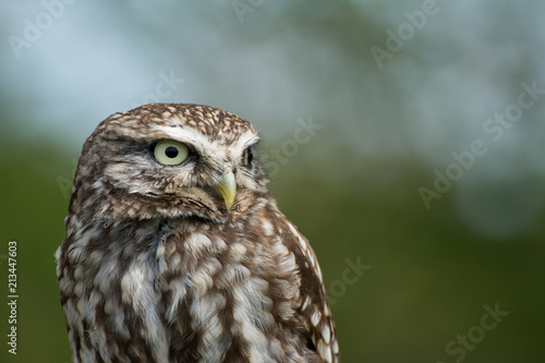 Little Owl