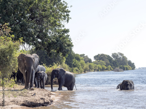 Herd of African elephant herd, Loxodonta africana, bathing in the Chobe River, Botswana