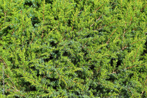 texture of juniper branches