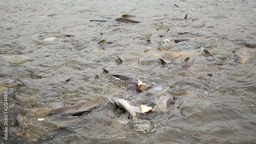 Iridescent shark eating the bread in the water photo