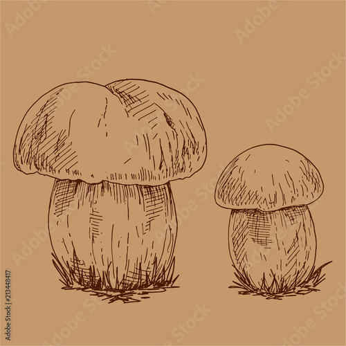 Vector hand drawn outline illustration of edible wild mushrooms on brown background. Mushroom family for your design.